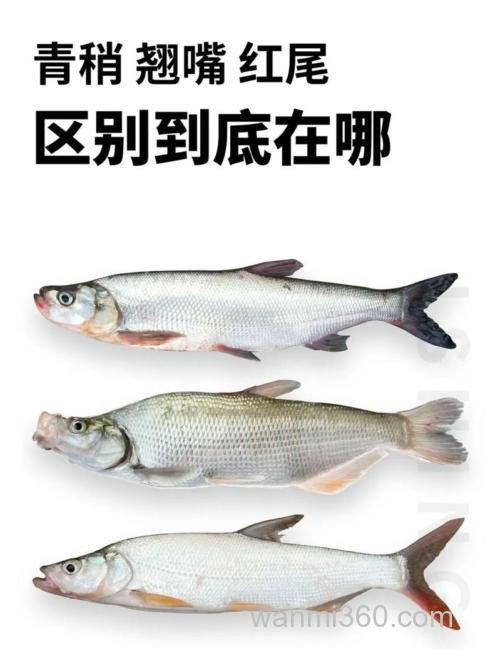 青稍和翘嘴是一种鱼吗?