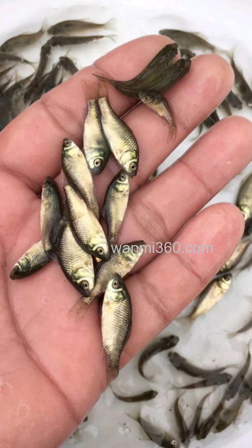 鲫鱼苗哪个品种长得快?