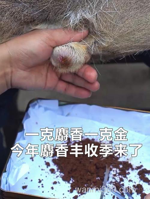 麝香是什么动物身上的哪个部位?