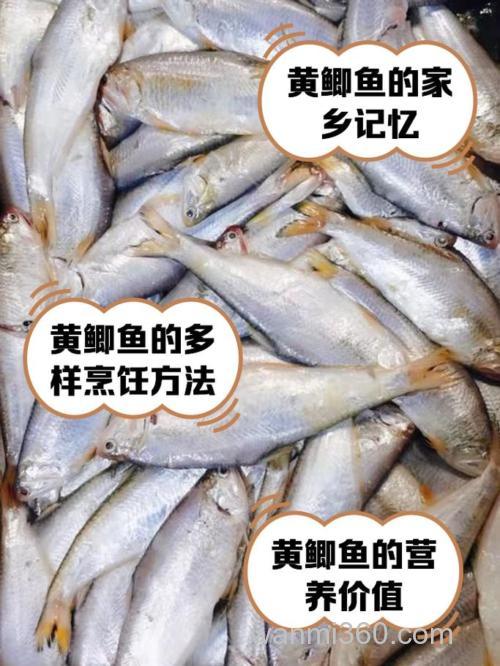 黄鲫鱼是什么鱼?