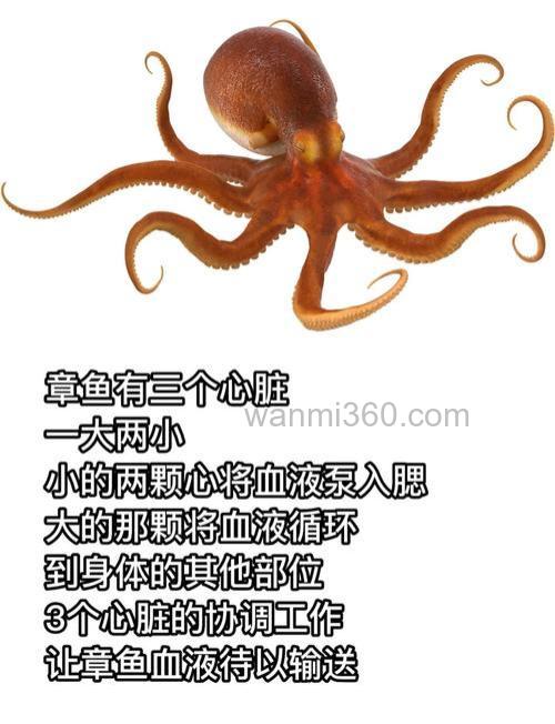八爪鱼几个眼睛?八爪鱼眼睛可以吃吗?