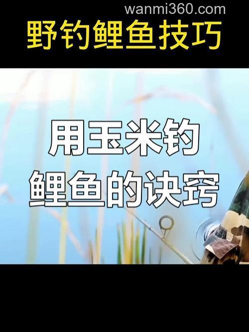 夏天钓鲤鱼用玉米怎么样