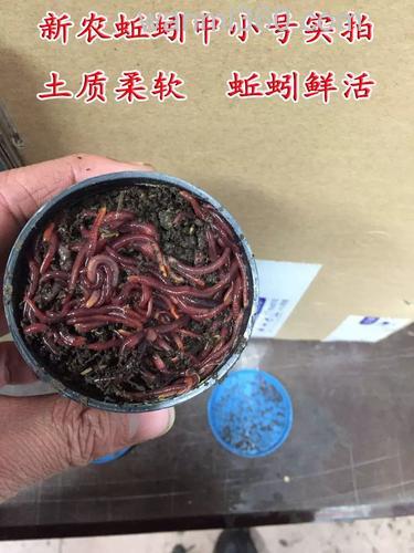 活蚯蚓泥和商品饵料可以钓鱼吗?