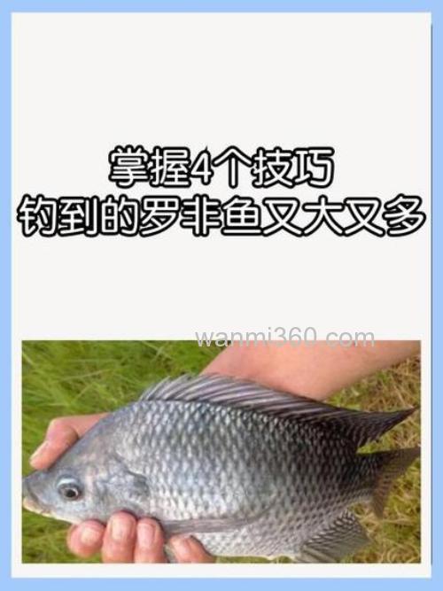 野钓一直偷偷用这3招钓罗非