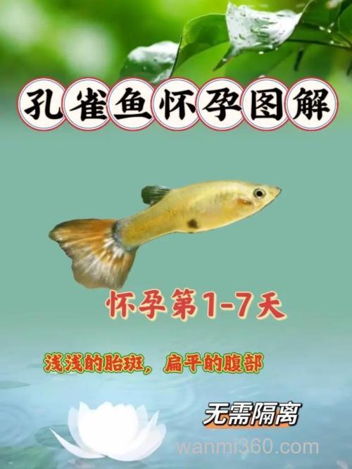 孔雀鱼多久繁殖一次?孔雀鱼怀孕多长时间生小鱼?