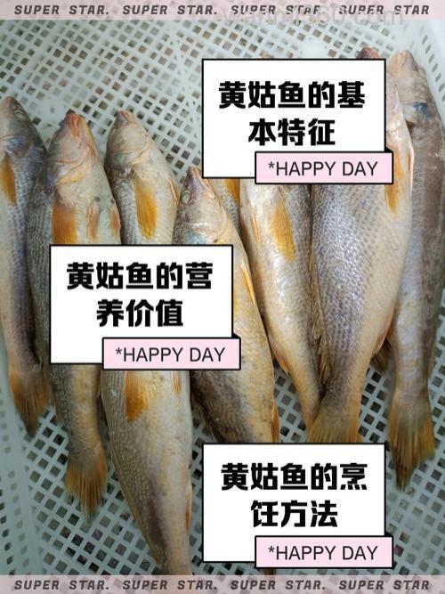 黄姑鱼知识大揭秘:俗称、海鱼身份全知晓