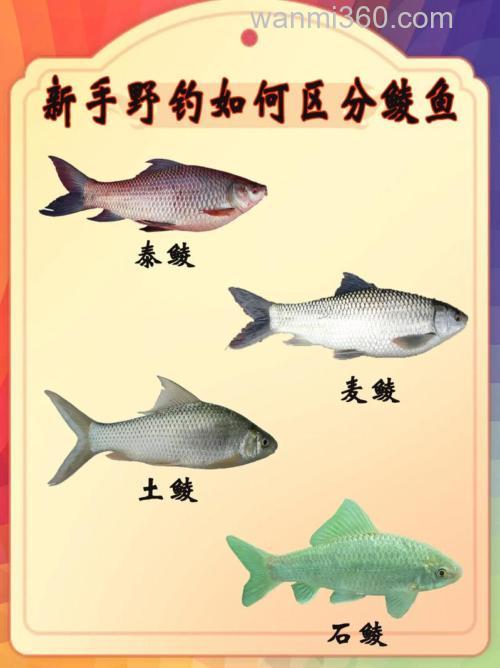 鲮鱼钓深水还是浅水?