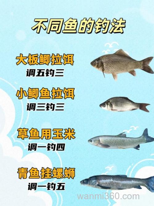 谁能告诉我钓鲫鱼、鲤鱼、草鱼、鲢鱼的技巧啊?
