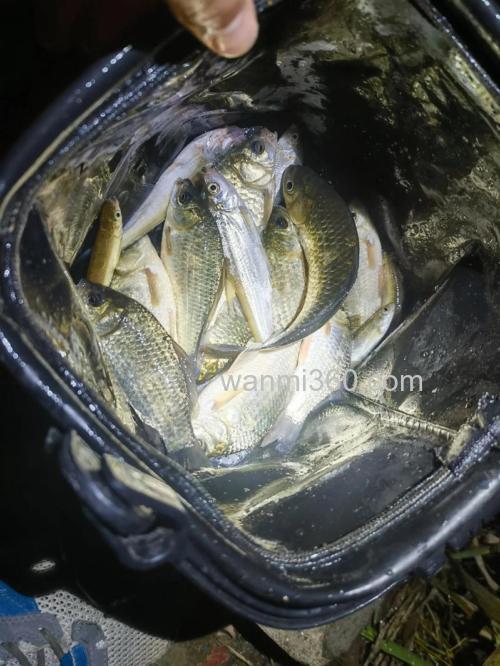 在北方,冬季能夜钓鲫鱼吗?