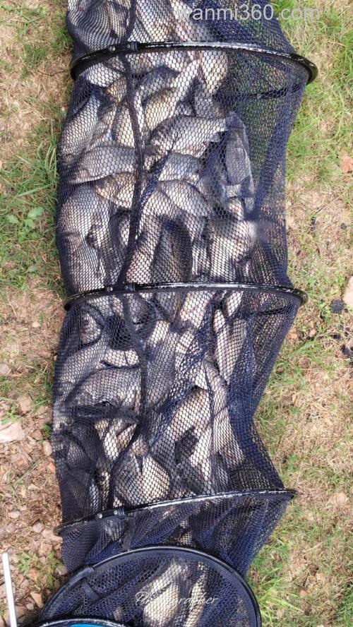 夏钓鳊鱼,稍作准备即可爆护