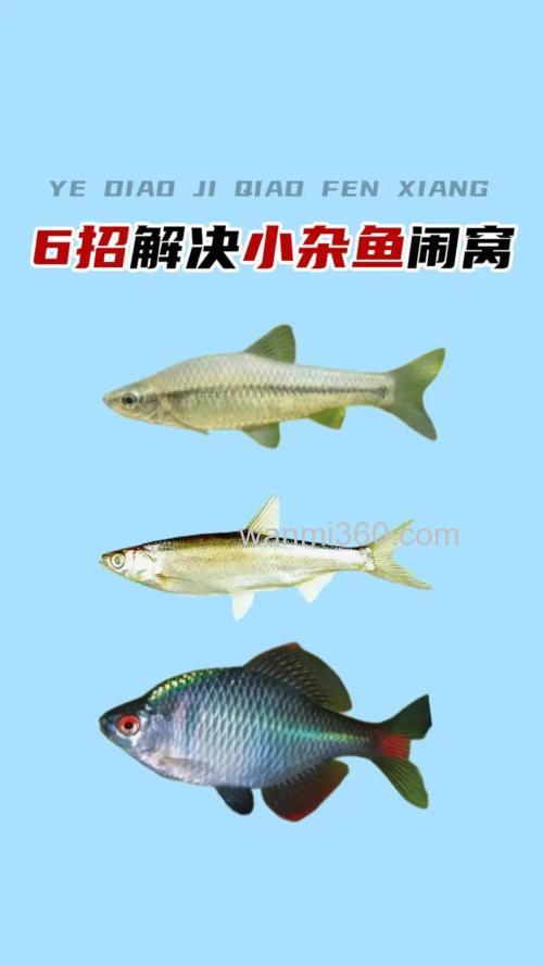杂鱼闹窝的最有效的方法是什么?
