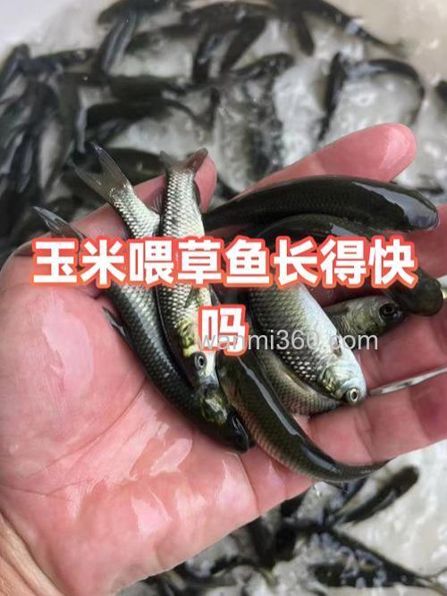 十公分草鱼怎么喂玉米？