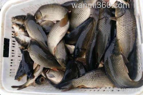 钓鱼王黑坑鲤怎么样