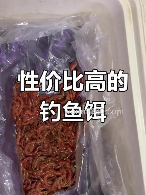 海竿钓鱼用什么饵料?