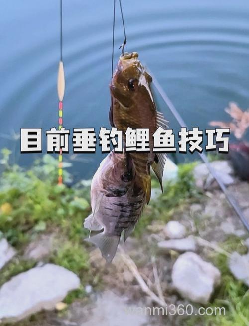 冬季野钓鲤鱼技巧钓多深?冬季野钓鲤鱼用什么饵好钓?