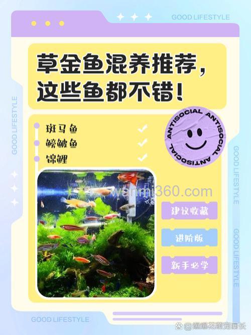 鱼塘四大混养鱼最佳搭配?