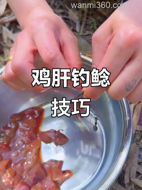 鸡肝钓鲢鱼正确方法？
