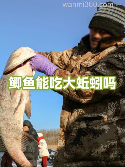 鲫鱼鲤鱼吃蚯蚓吗?