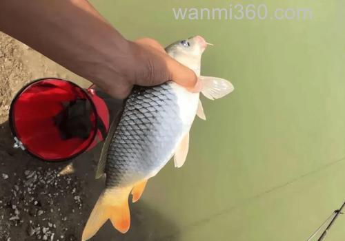 钓鲤鱼拿甚么好钓