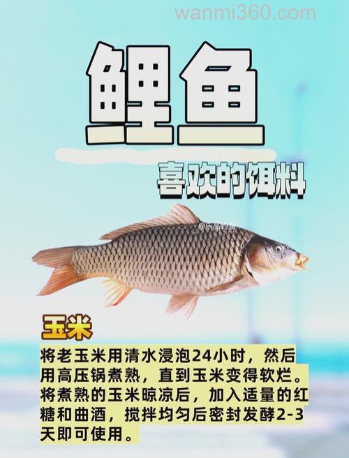 鲤鱼喜欢吃什么鱼饵?