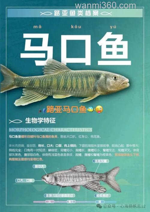 马口鱼价格大起底!探寻最佳烹饪秘籍