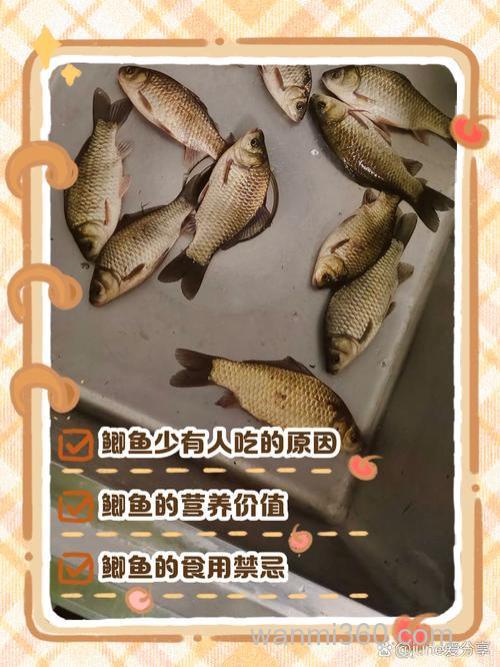 水中有鲫鱼,为什么却不吃钩