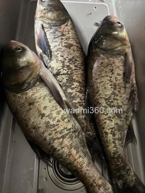 白鲢和花鲢用什么诱饵好钓?
