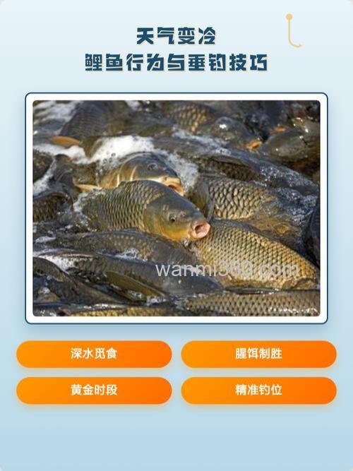 天气变冷怎么样钓鲤鱼