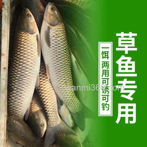 春天钓草鱼用什么饵料最好,能用玉米吗
