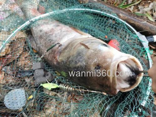 用什么鱼料钓大头鱼好