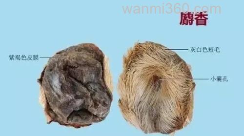 麝香和红虫哪个好?