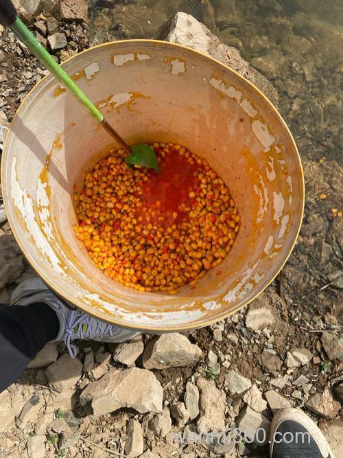 麝香粉泡玉米钓鱼怎么样?
