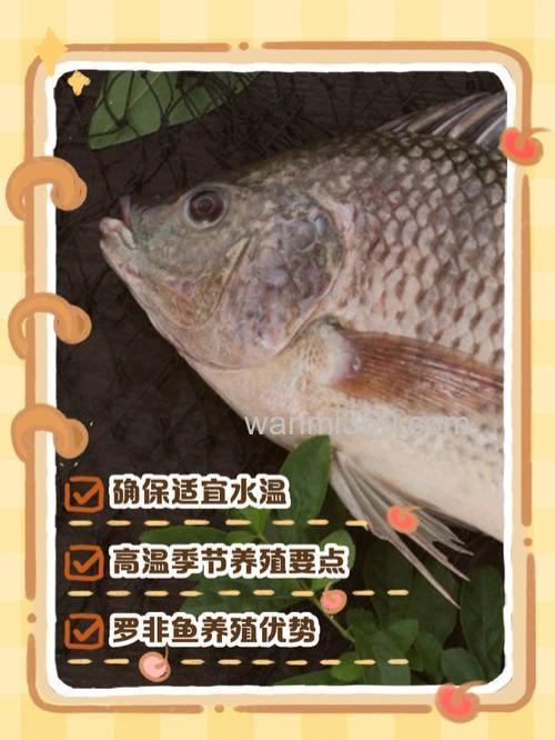 山泉水养罗非鱼方法?