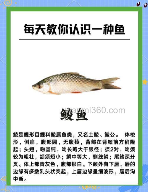 鲮鱼喜欢果酸吗?