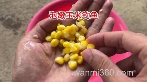玉米怎样泡钓鱼效果好