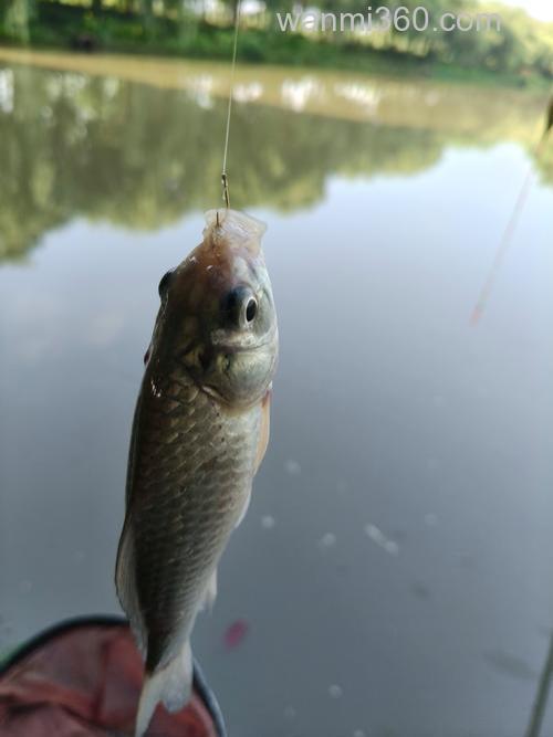 夏天能用猪油钓鱼吗?