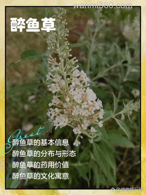 醉鱼草干粉拌鱼饵窝料有效吗