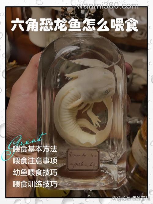 六角龙鱼可以喂肉末么?
