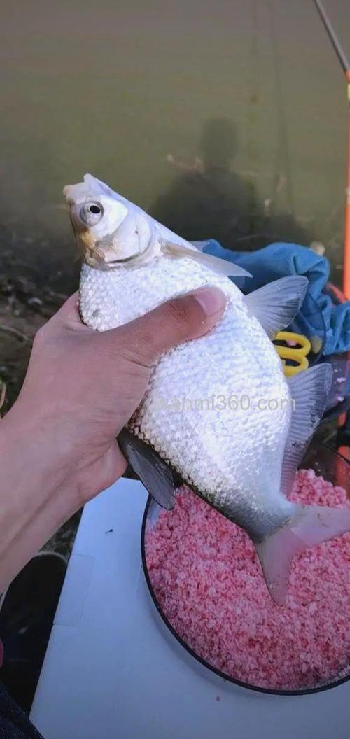 野钓鳊鱼只能钓过路鱼?错,夏季应该这样钓鳊鱼
