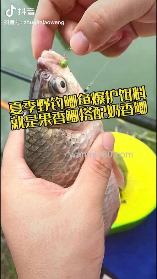 夏天野钓鲫鱼用果香奶香哪个好?