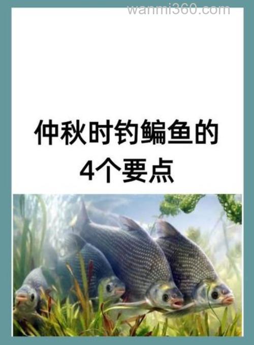 中秋过后鳊鱼怎么钓更好?