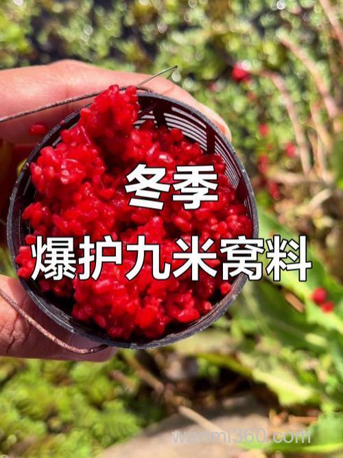 酒米发窝快还是老坛玉米发窝快?