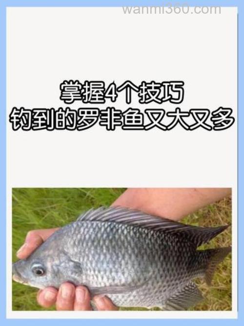 秋季钓罗非,常用这些狠招数