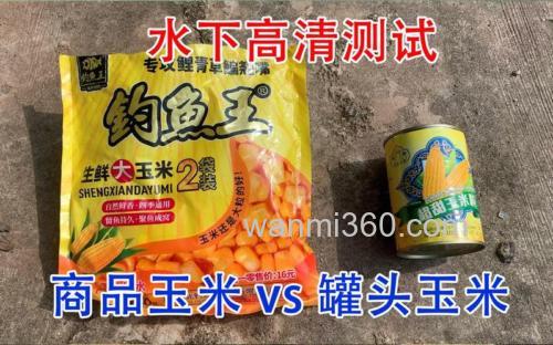 水库打窝鲜玉米好还是玉米罐头好?