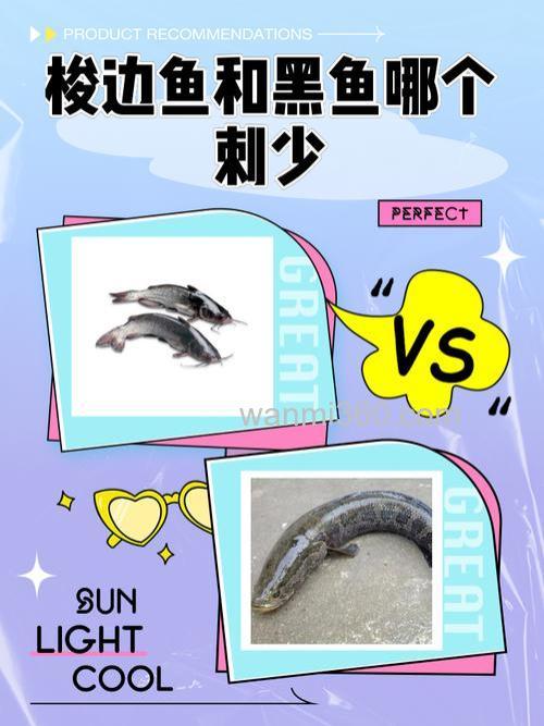 黑鱼刺多还是梭边鱼刺多?黑鱼和梭边鱼哪个更值得吃?
