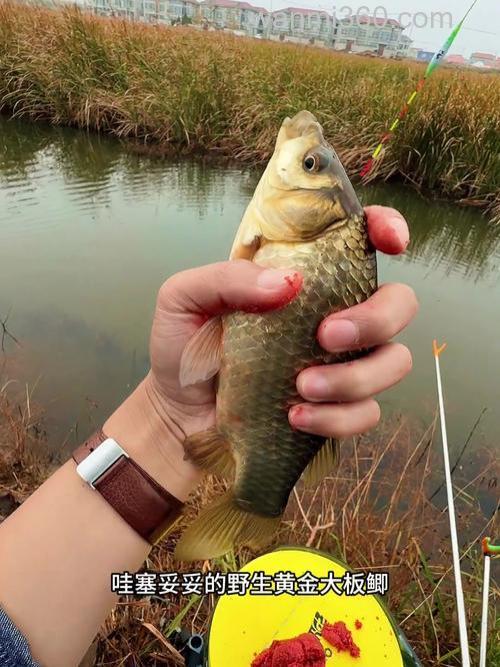 芦苇荡钓鲫鱼绝招?