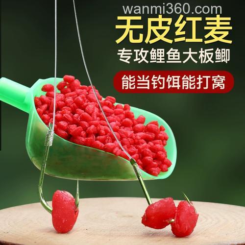 红色的小麦钓鲤鱼好钓吗?