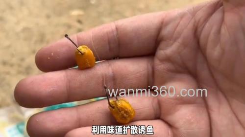 玉米翘嘴绝杀钓法是什么?
