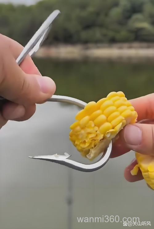 立春了可以用玉米钓草鱼吗?
