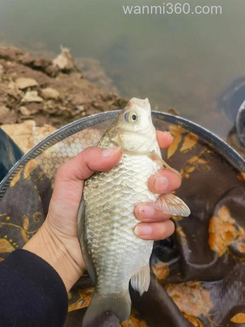 深秋的大板鲫这样钓